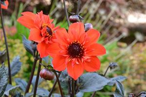 Dahlia Mystic 'Flares Time'